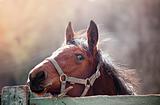 Portrait of beautiful red stallion