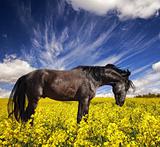 Black stallion in a rapeseed field