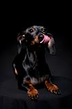 Black and brown dachshund