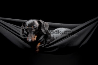 Dachshund  in a hammock