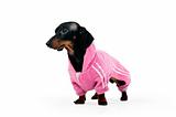 Dachshund in a pink suit