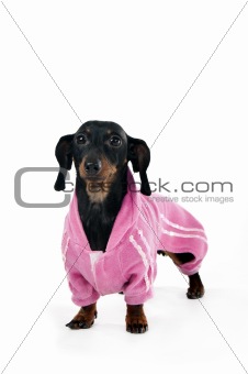 Dachshund in a pink suit