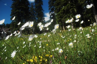 ox-eye daisy meadow