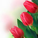 Bouquet of beautiful red tulips. EPS 8