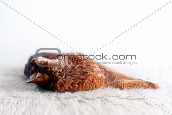 Rudy somali cat