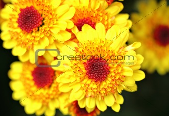 yellow flower close up
