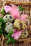 quail eggs with green grass and feathers Easter still life
