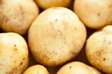 Potatoes close-up