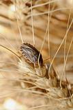 Bug on wheat ear.