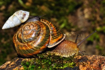 Small snail goes astride the big