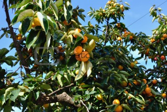 Ripe persimmon on a tree