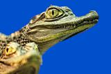 Eye of a young crocodile