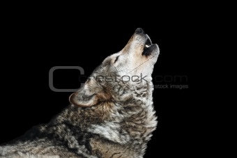 Wolf howl. Isolated on a black