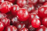 Cranberry close-up