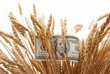 Wheat ears and money 