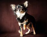 Long-hair Chihuahua dog