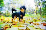 Long-hair Chihuahua dog in a park