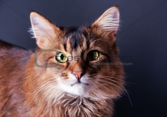 Rudy somali cat portrait