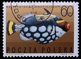 Poland - CIRCA 1967: A stamp - Clown triggerfish