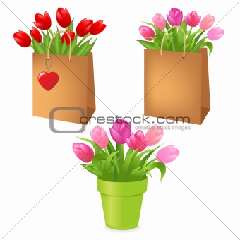 Tulips In Package