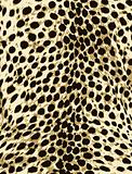 leopard fashion animal skin print