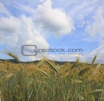 Cereal field