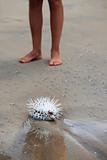 Sea hedgehog
