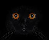 portrait of a black British cat