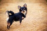 Long-hair Chihuahua dog outdoor portrait
