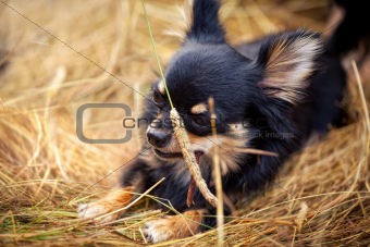 Long-hair Chihuahua dog outdoor portrait