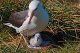 Albatross Mother with Chick