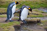 Cautious King Penguins