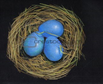 Color Pencil Drawing of Bird's Eggs in Nest