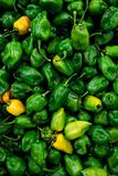 Habanero chili hottest pepper in the world
