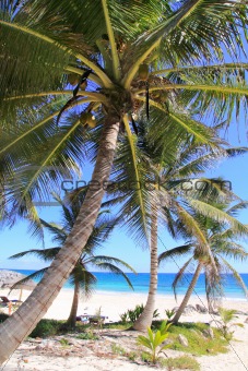 Caribbean coconut palm trees  tuquoise sea
