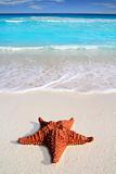 caribbean starfish tropical sand turquoise beach