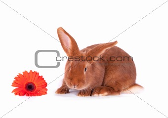The red rabbit on a white background