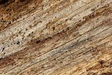 Oak wood grain background