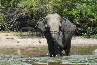  Elephant having bath
