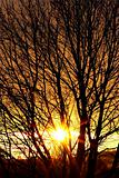 autumn sun behind branches of bare tree