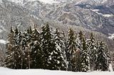 Fir trees in snow-covered valley