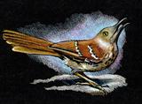 Brown Thrasher Bird in Color Pencil