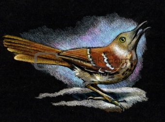 Brown Thrasher Bird in Color Pencil