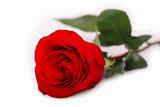 One beautiful red rose