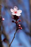 Blooming tree flower