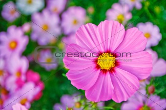 Field of pink flower 