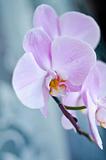 Beutiful pink orchid