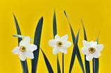 Daffodils over yellow background