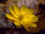 The Spring flower Adonis amurensis
