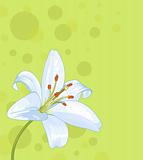 Beautiful lily seamless card